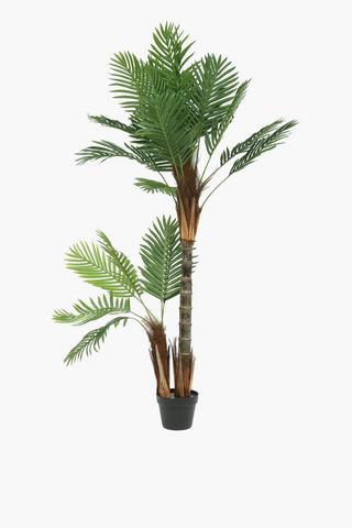 Twin Palm Tree, 155cm