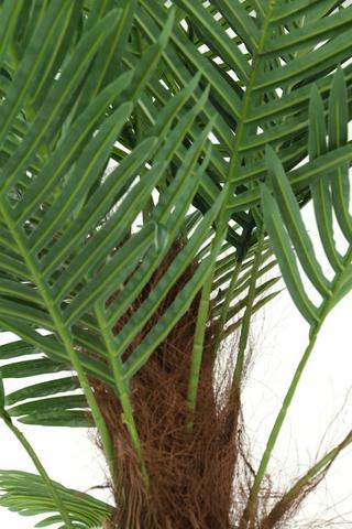 Twin Palm Tree, 155cm