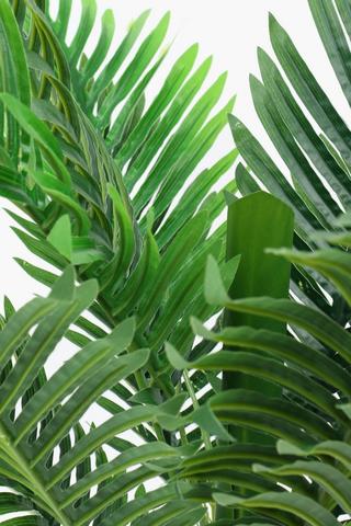 Potted Palm Tree, 90cm