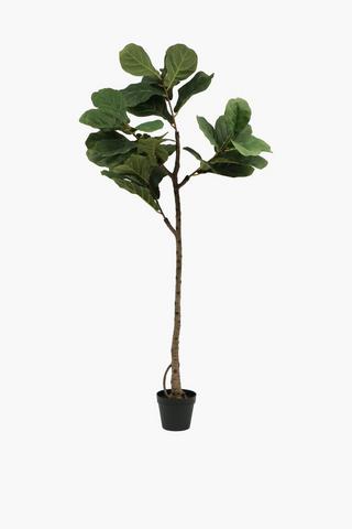 Fiddle Leaf Tree, 145cm