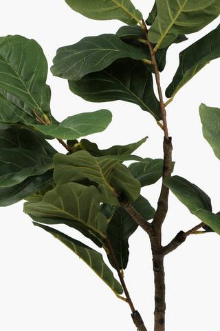 Fiddle Leaf Tree, 145cm