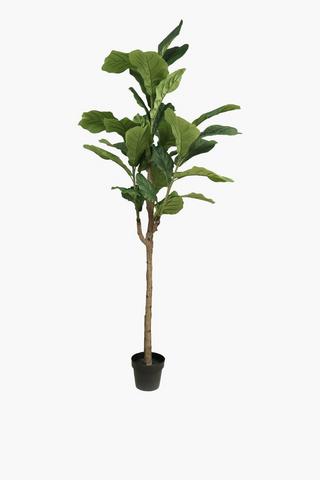 Fiddle Leaf Tree, 2m