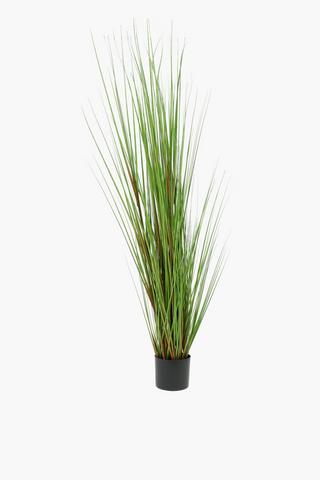 Potted Long Grass, 160cm