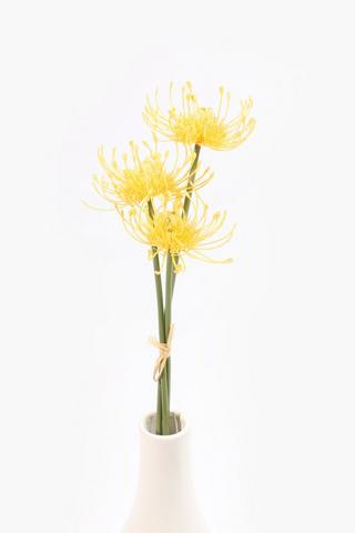 3 Pack Pincushion Single Stems, 50cm