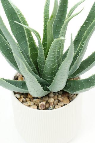 Ribbed Pot Agave, 25x32cm