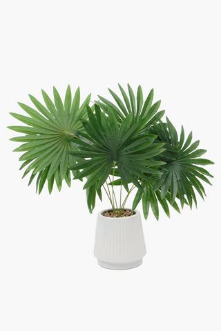 Potted Fan Palm, 53x12cm