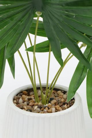 Potted Fan Palm, 53x12cm