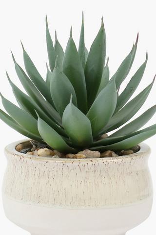 Potjie Pot Spike Plant, 18cm