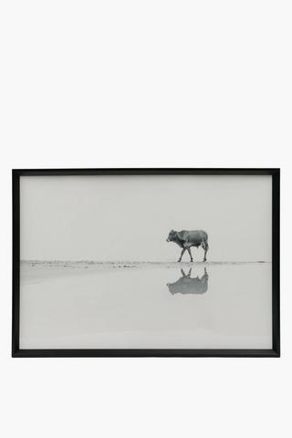 Framed Lone Nguni, 70x100cm