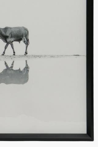 Framed Lone Nguni, 70x100cm