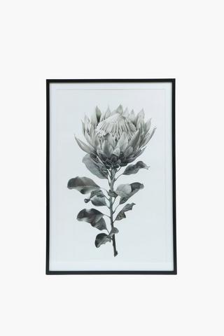Framed Ink Protea, 60x90cm