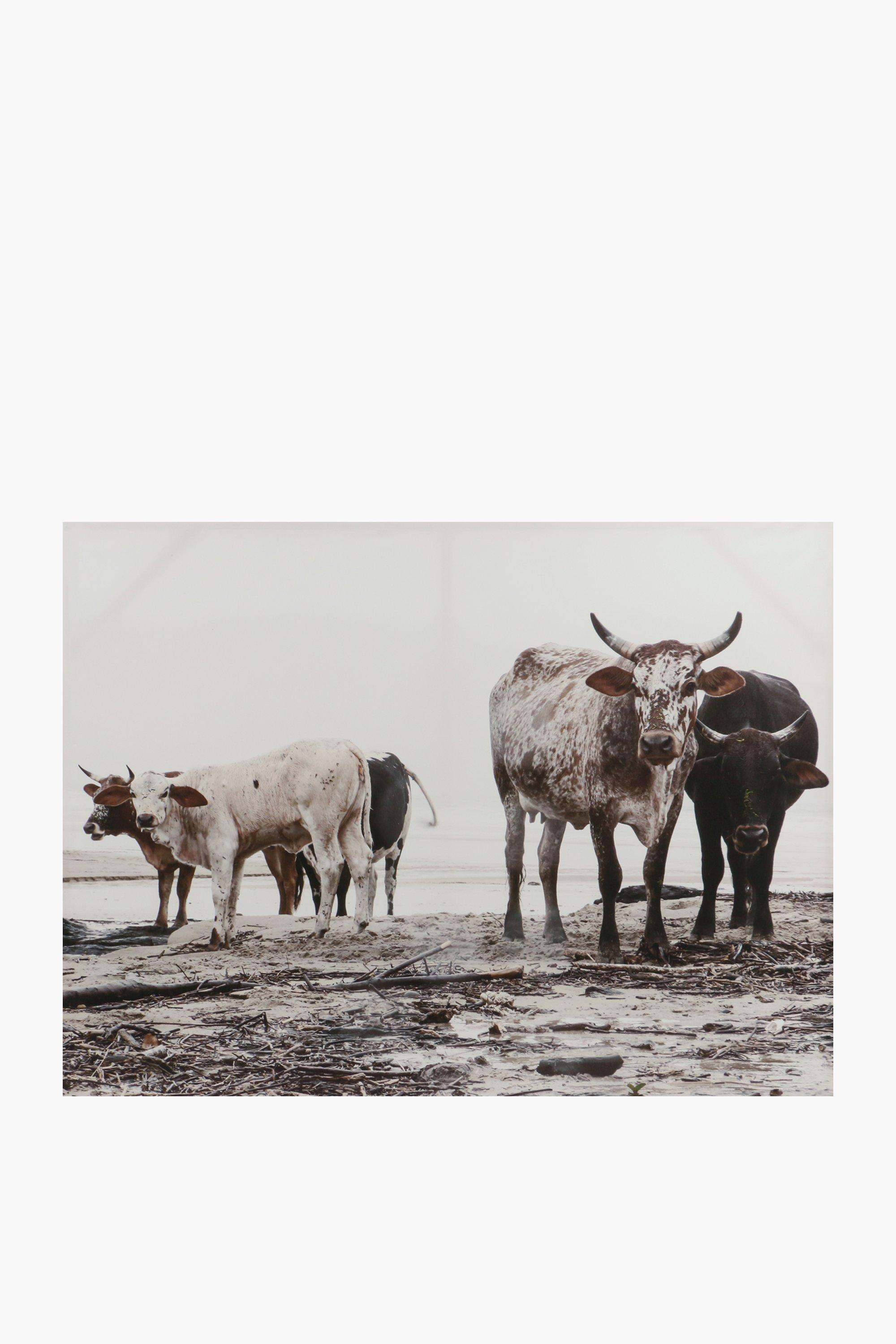 Nguni Herd Canvas, 90x120cm