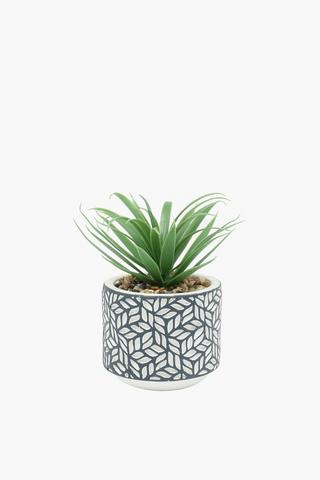 Geo Potted Spike Plant, 11x17cm
