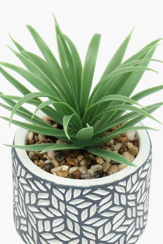 Geo Potted Spike Plant, 11x17cm