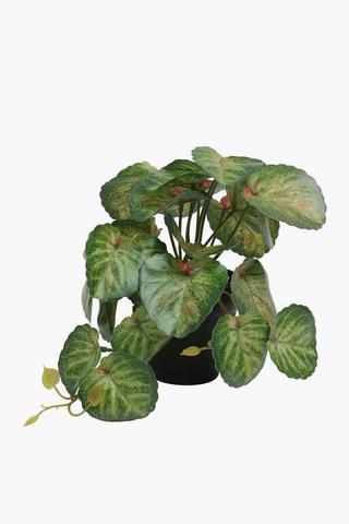 Variegated Vine Plant, 19cm