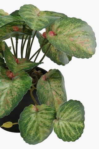 Variegated Vine Plant, 19cm