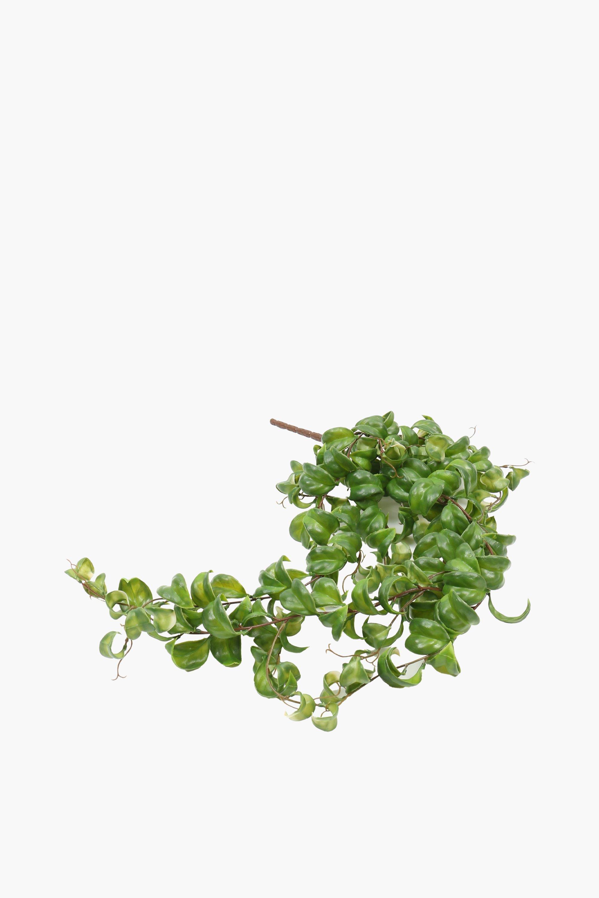 Curly Trail Single Stem, 87cm