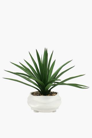 Swirl Potted Agave, 24x45cm
