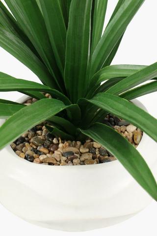 Swirl Potted Agave, 24x45cm
