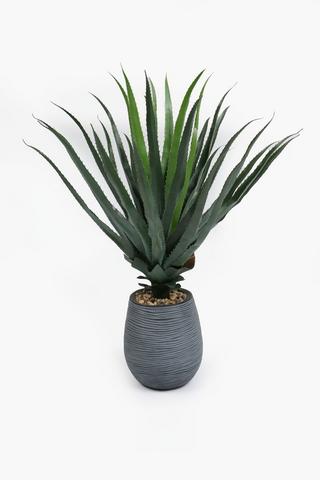 Rib Potted Spike Agave, 100cm