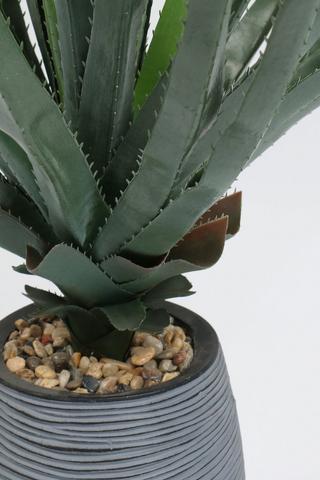 Rib Potted Spike Agave, 100cm