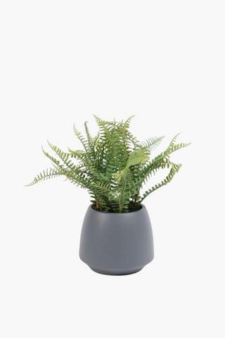 Potted Forest Fern, 18x40cm