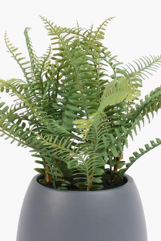 Potted Forest Fern, 18x40cm