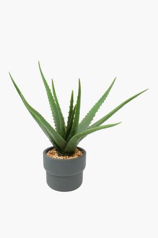 Step Aloe Potted , 9x44cm