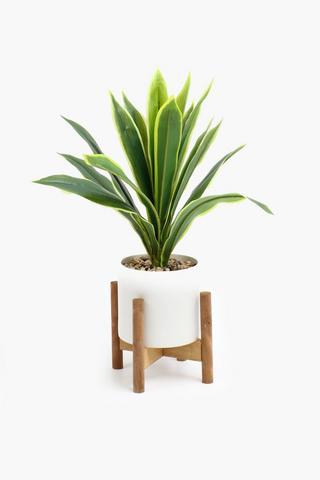 Box Stand Potted Fern, 60cm