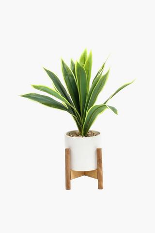 Box Stand Potted Fern, 60cm