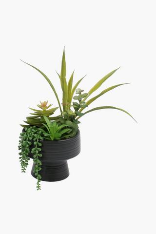 Bowl Potted Multi-agave, 17x34cm