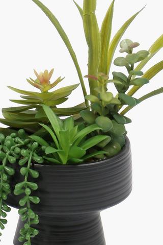 Bowl Potted Multi-agave, 17x34cm