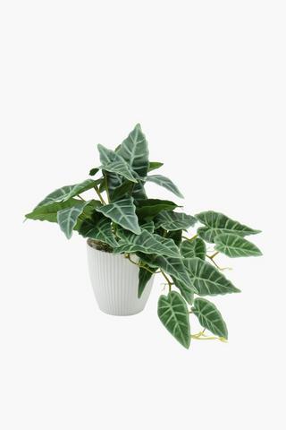 Stripe Potted Vine, 33cm