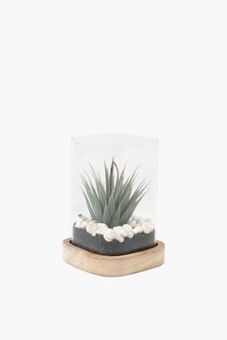 Square Glass Succulent, 10x17cm