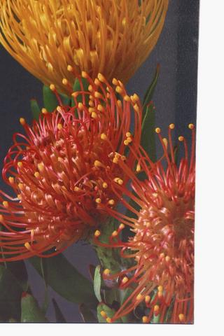 Pincushion Trio Canvas, 40x40cm