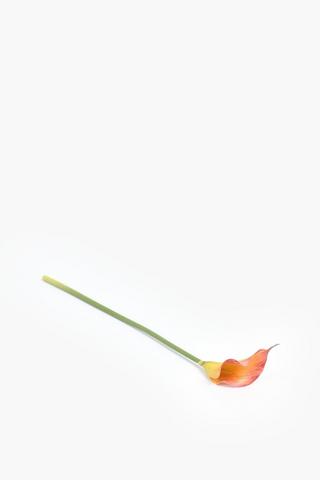 Anthurium Single Stem, 50cm