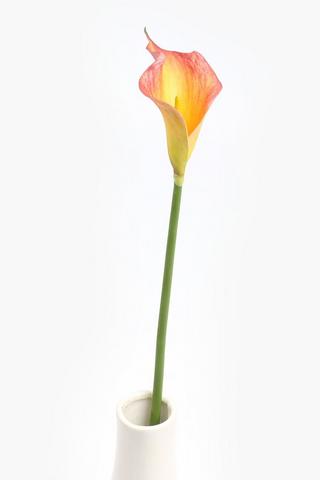 Anthurium Single Stem, 50cm