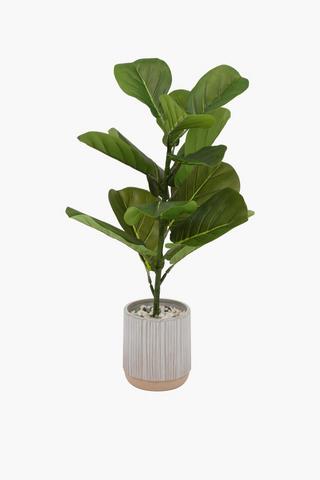 Glazed Pot Fiddle Plant, 57cm