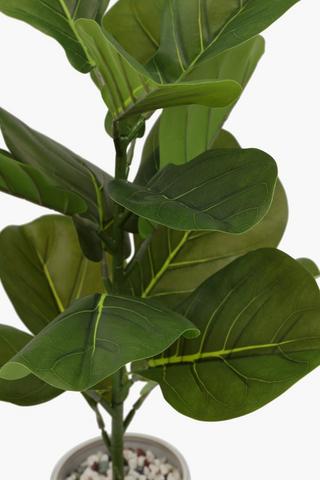 Glazed Pot Fiddle Plant, 57cm