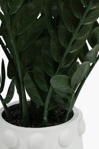 Zeezee Bob Border Plant, 12x34cm