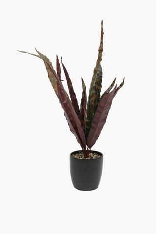 Rattlesnake Potted Plant, 10x36cm