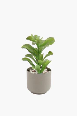 Sedum Potted Succulent, 24x29cm