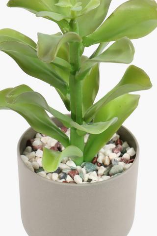 Sedum Potted Succulent, 24x29cm
