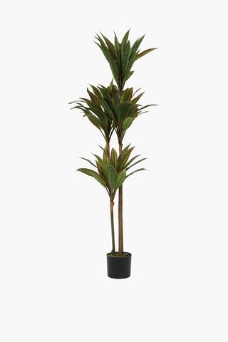 Coryline Spike Tree, 144cm