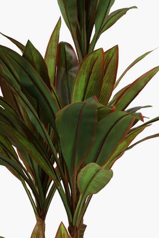 Coryline Spike Tree, 144cm