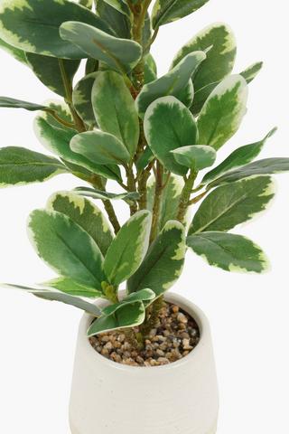 Variegated Speckle Leaf, 70x88cm