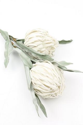 Double Protea Single Stem, 105cm