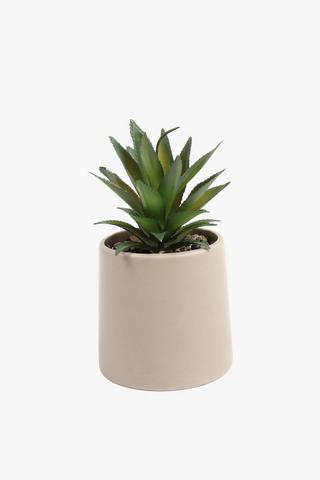 Agave In Urn, 10x19cm