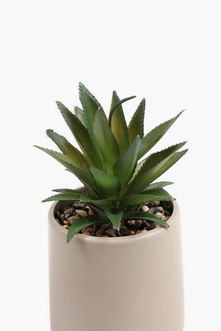 Agave In Urn, 10x19cm