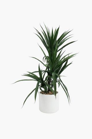 Yucca In Ribbed Pot, 50x102cm